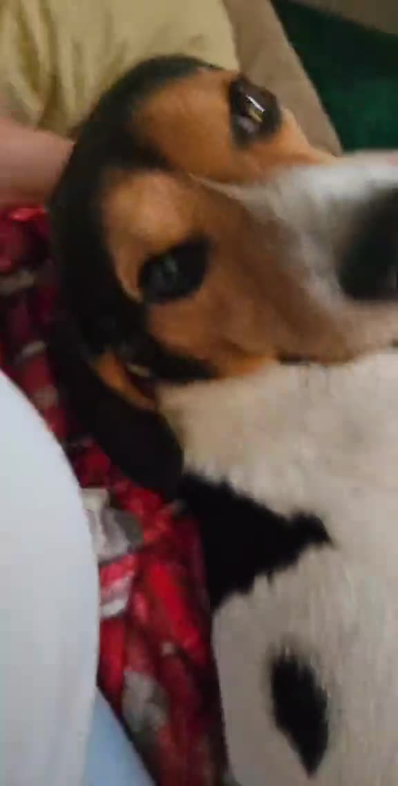 Beagle dogs for adoption: Cooper is in Hampshire & waiting for his family  - Video 3