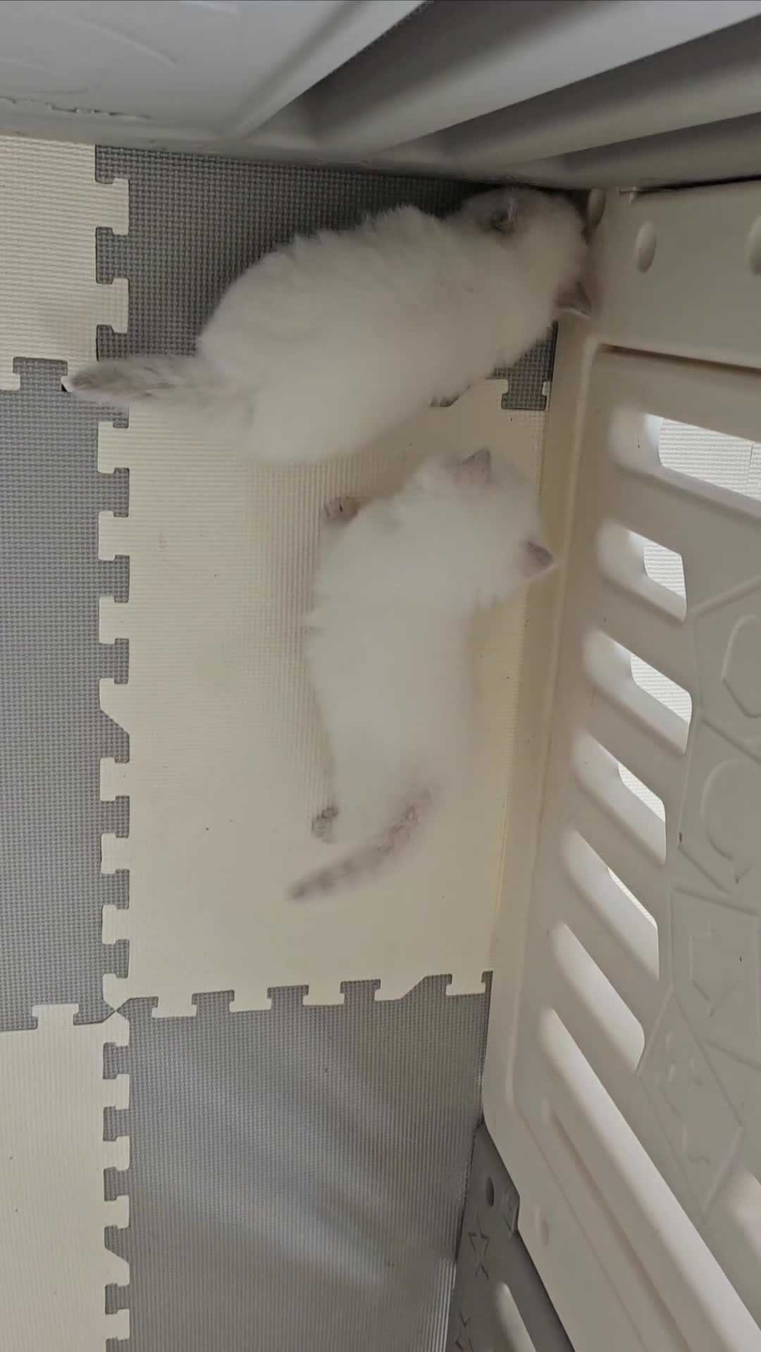 Ragdoll cats for sale: GCCF Registered Pedigree Lilac Point Ragdolls in Dundee - Video 1