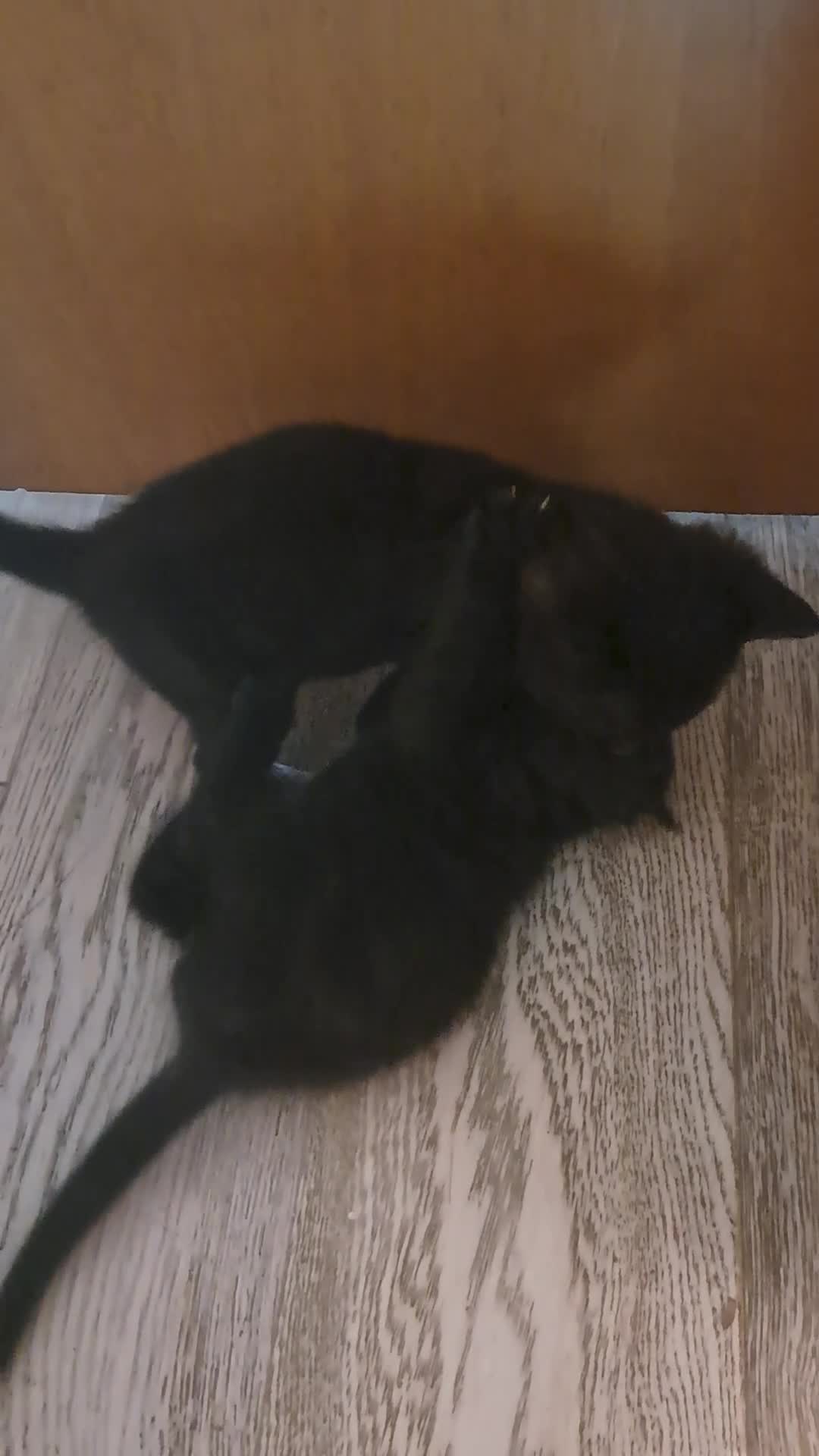 Mixed Breed cats for sale: Two beautifull boys kitten in Southend-on-Sea - Video 2