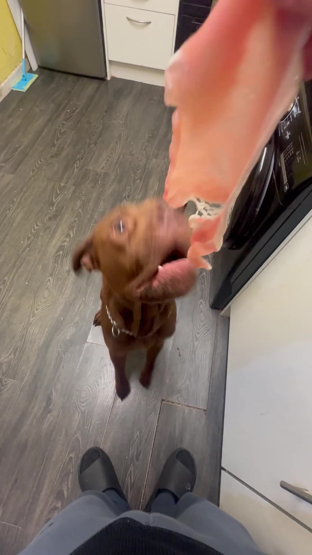 Mixed Breed dogs for sale: rambo - Video 2