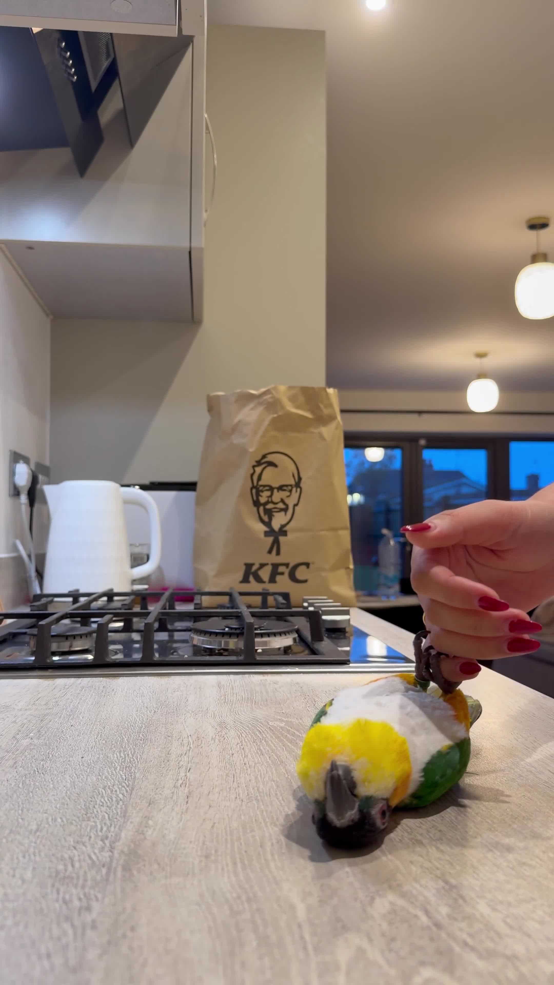 Parrots birds for sale: Rehoming our Black-Headed Caique in Chelmsford - Video 3