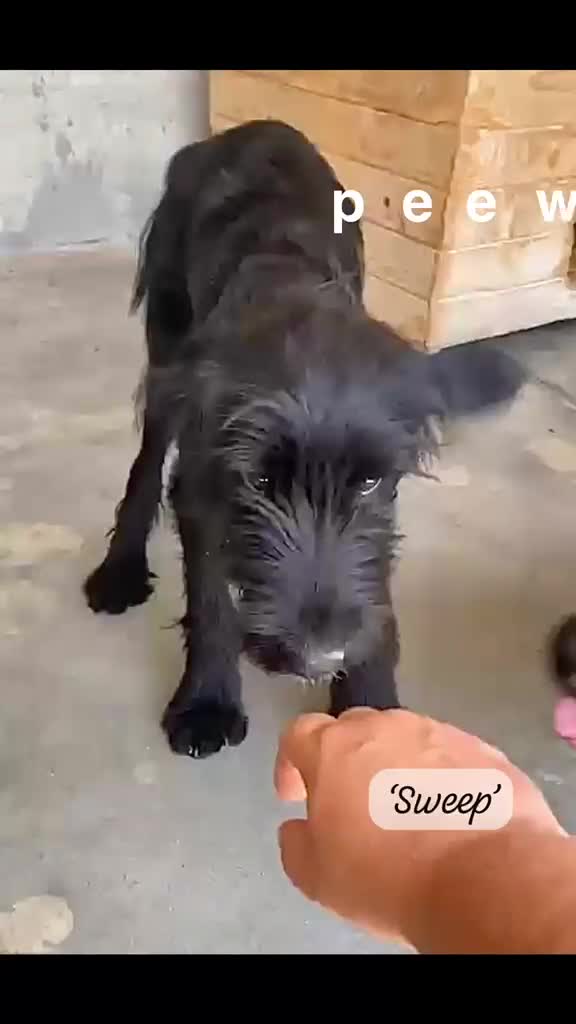 Mixed Breed dogs for adoption: Sweep, 6 months approx. Available for adoption. in Brixham - Video 1
