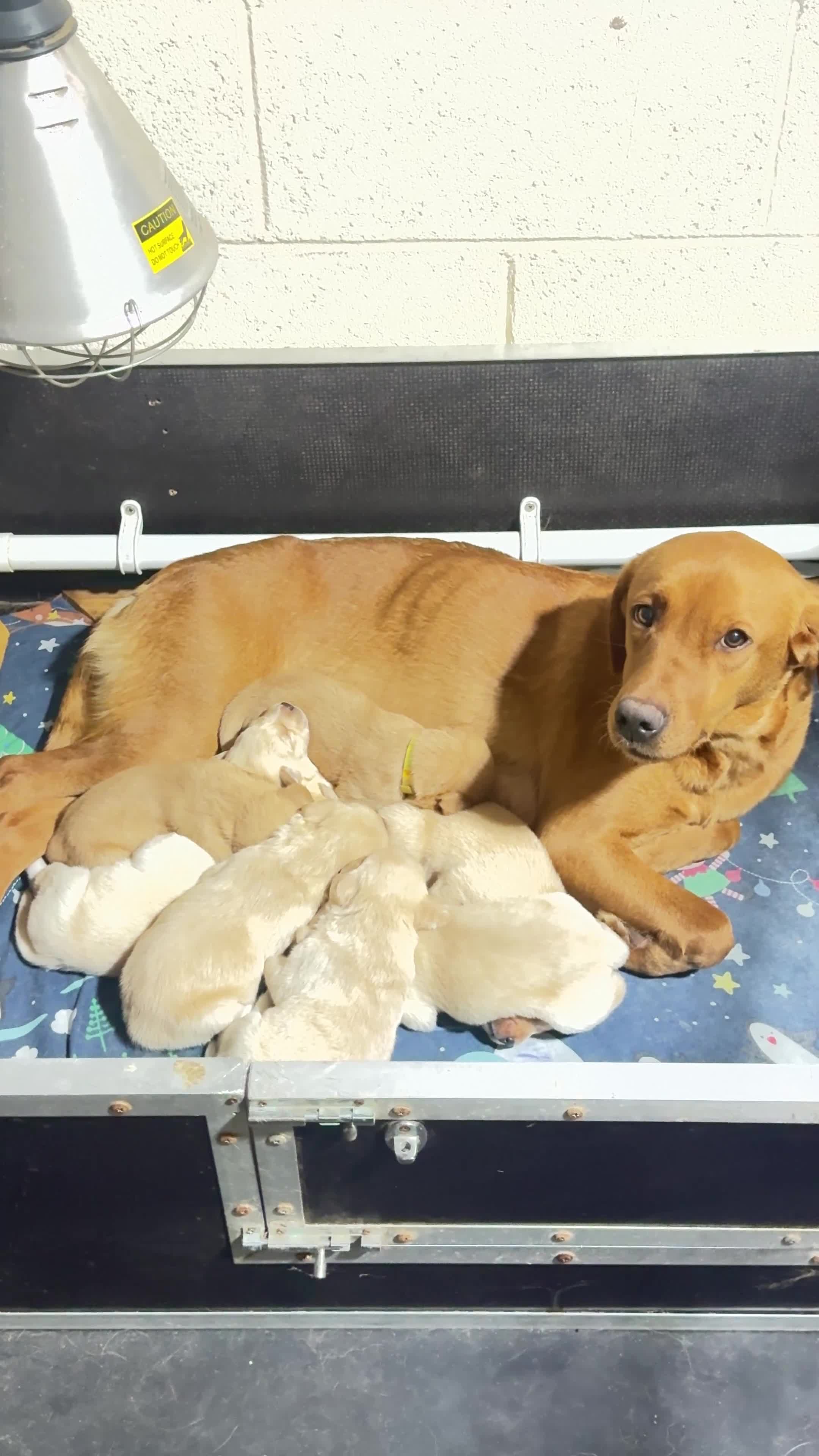 Labrador Retriever dogs for sale: Fox Red and Yellow Labrador Retrievers in Frizington - Video 1