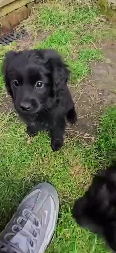 Mixed Breed dogs for sale: ONLY TWO LEFT female pomspitz x Cockerpoo Puppies  - Video 1