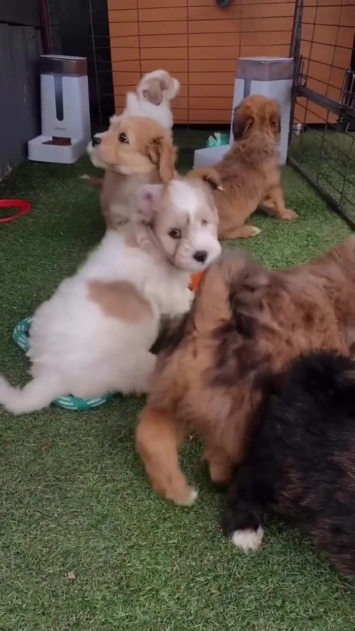 Lhasapoo dogs for sale: Lhasapoo puppies - Video 1