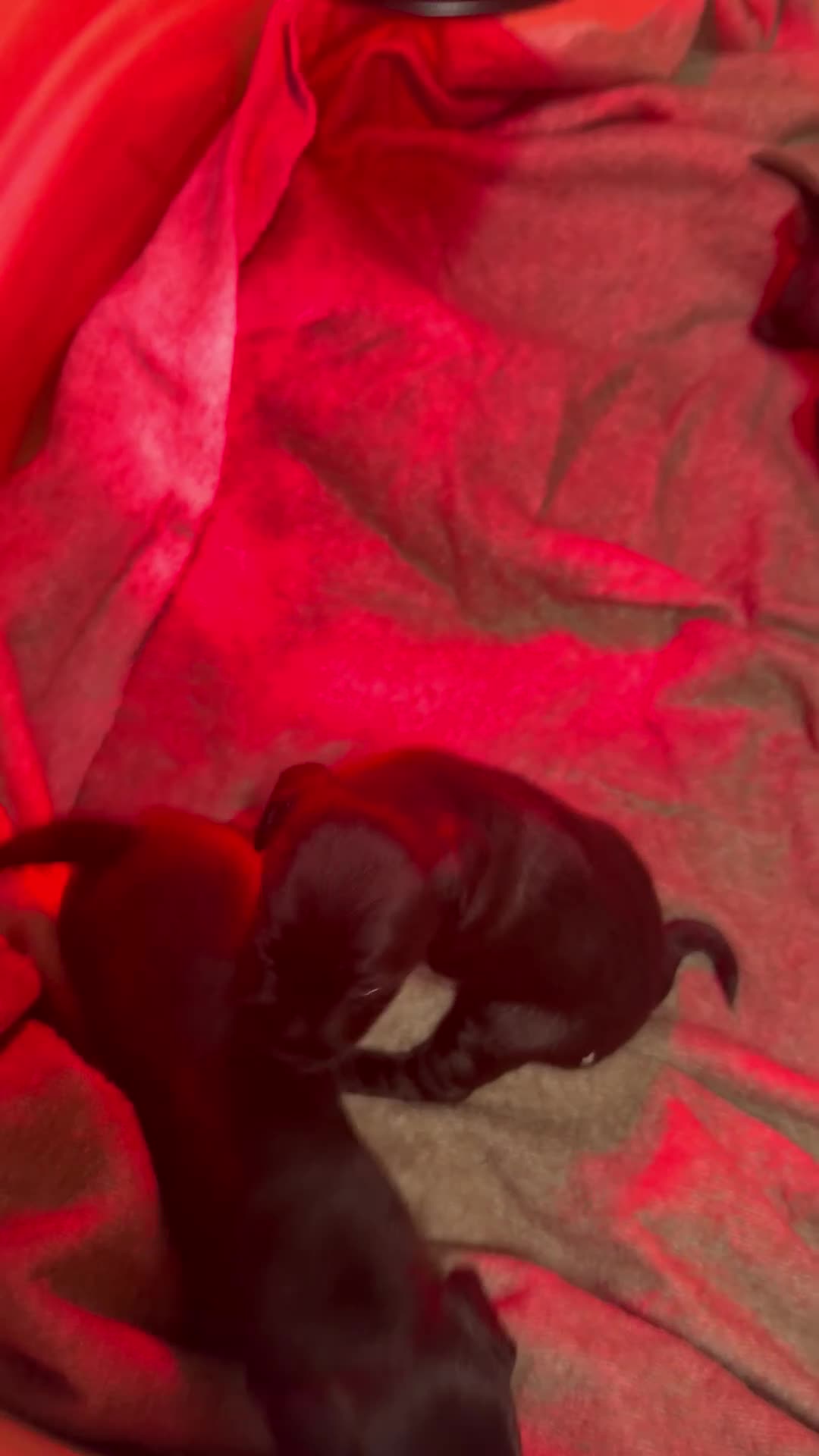 Patterdale Terrier dogs for sale: Patterdale puppies  - Video 1
