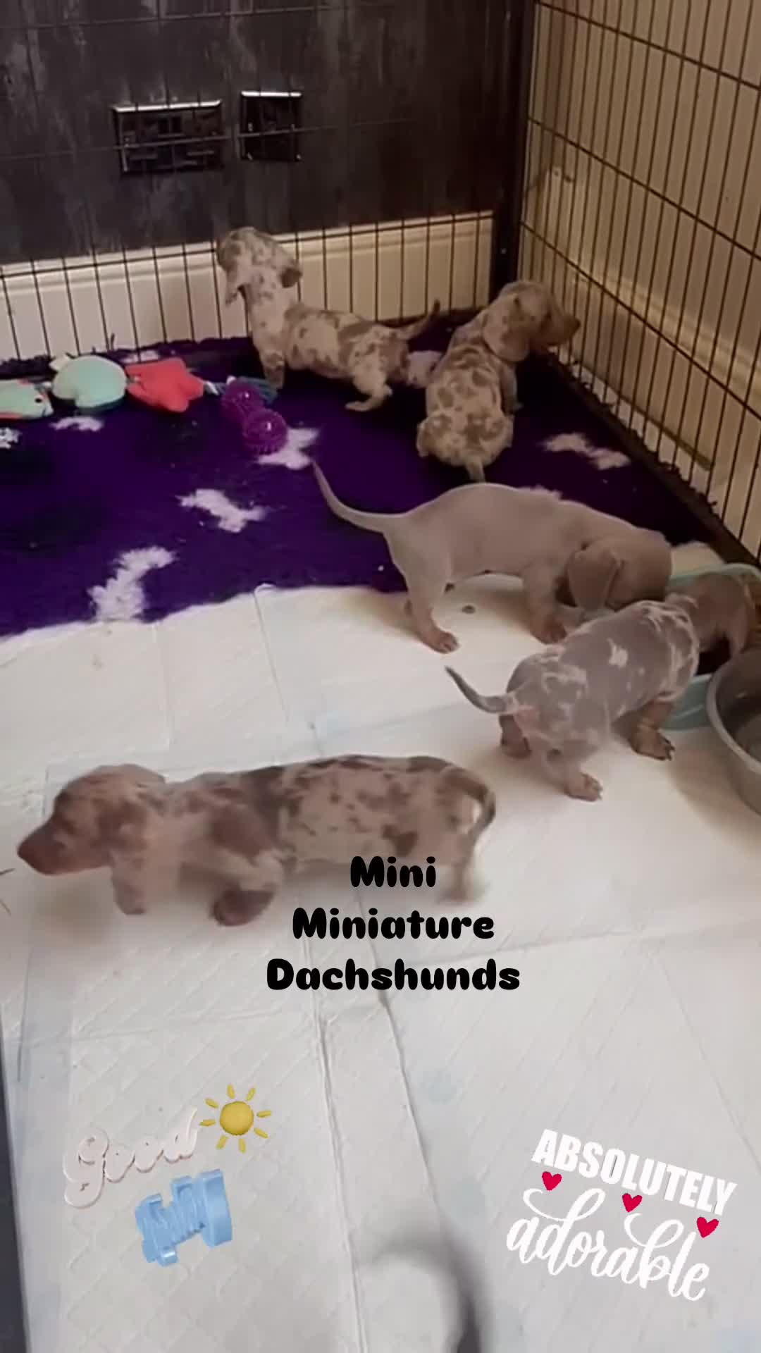 Miniature Dachshund dogs for sale: ⭐️🦋⭐️MINI MINIATURE DACHSHUNDS READY NOW ⭐️🦋⭐️ - Video 1