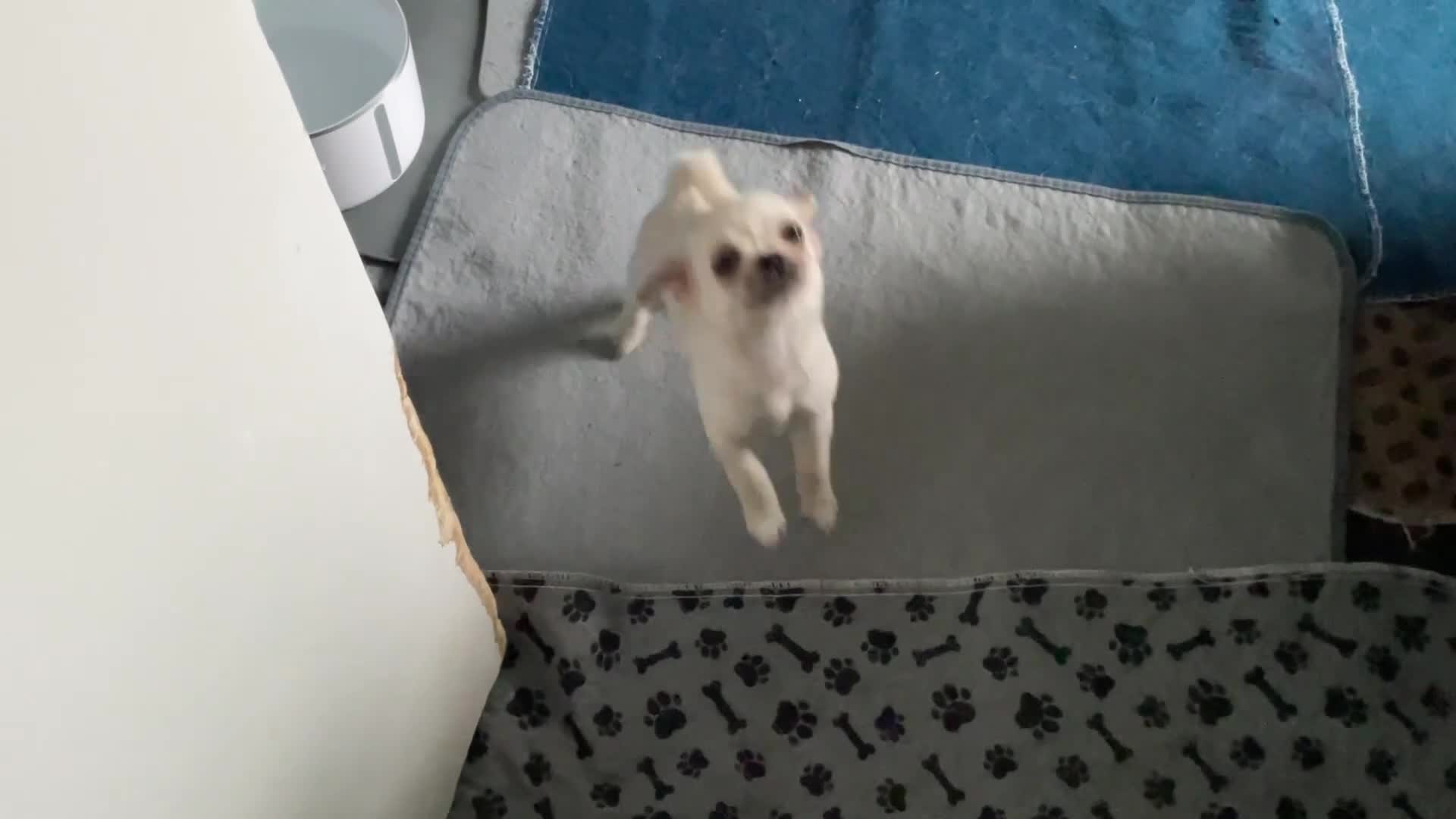 Mixed Breed dogs for sale: SHIH TZU/ CHIHUAHUAS  - Video 1