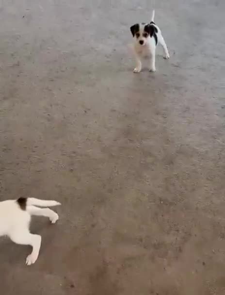 Jack Russell dogs for sale: Traditional short-legged Jack Russell puppies! - Video 2