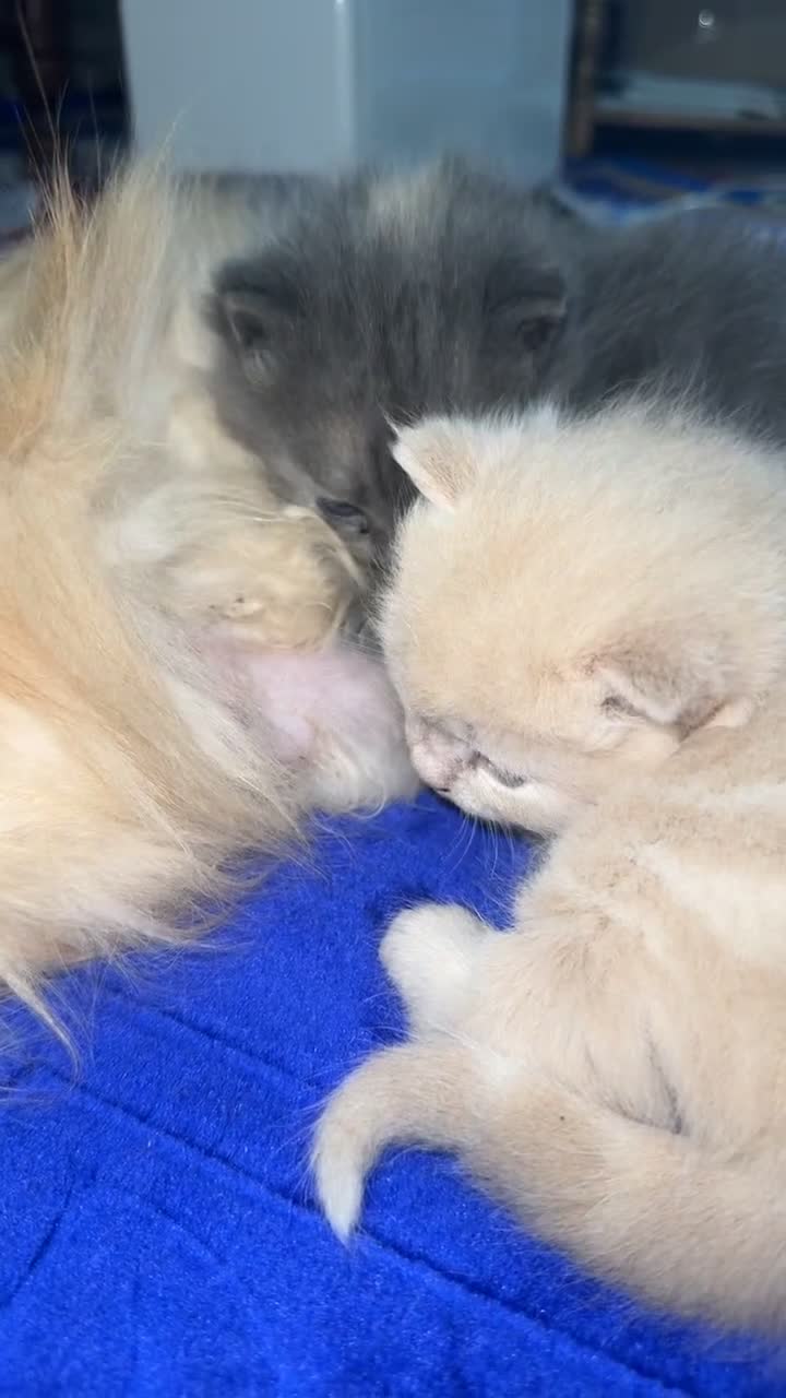 Mixed Breed cats for sale: Persian x Russian blue x British short hair mix in Nottingham - Video 4