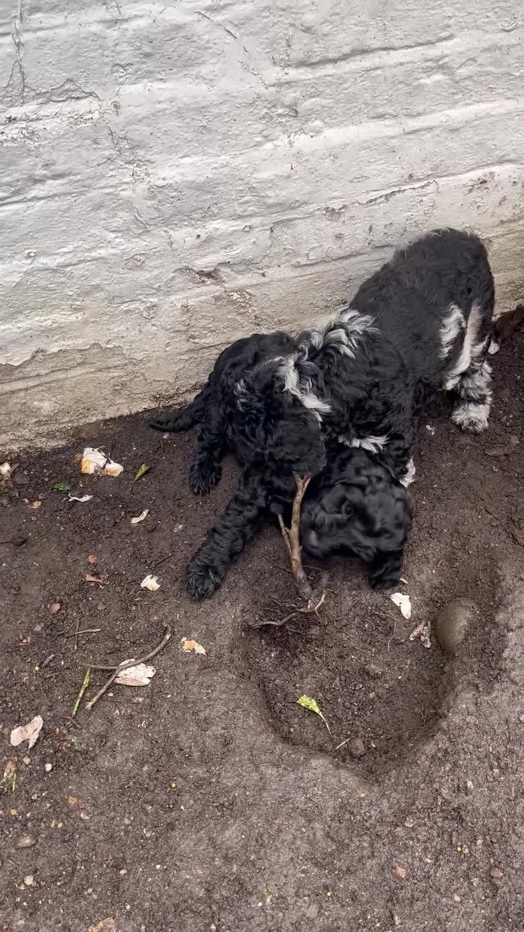Labradoodle dogs for sale: Labradoodles (F1B) in London W8. READY TO GO HOME - Video 2