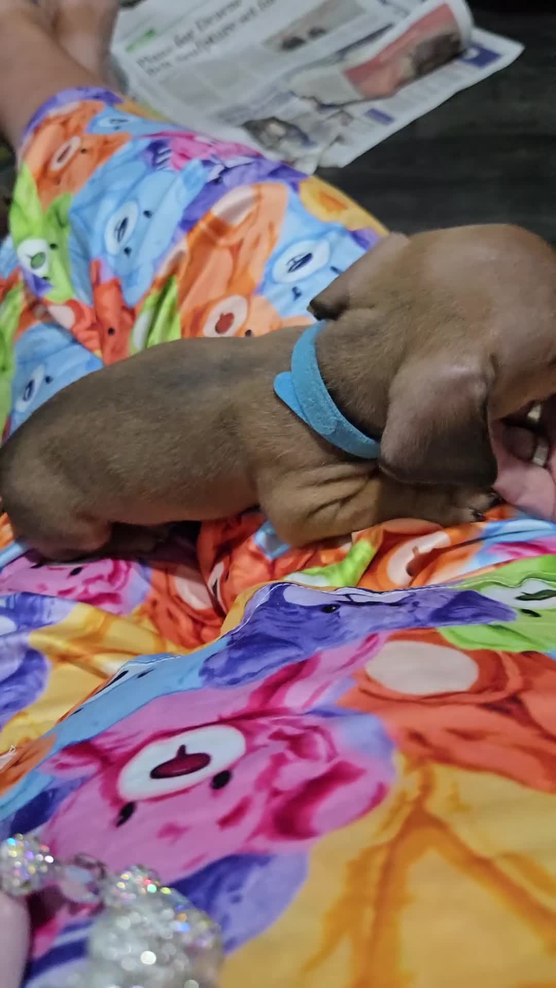 Dachshund dogs for sale: Dachshund  - Video 2