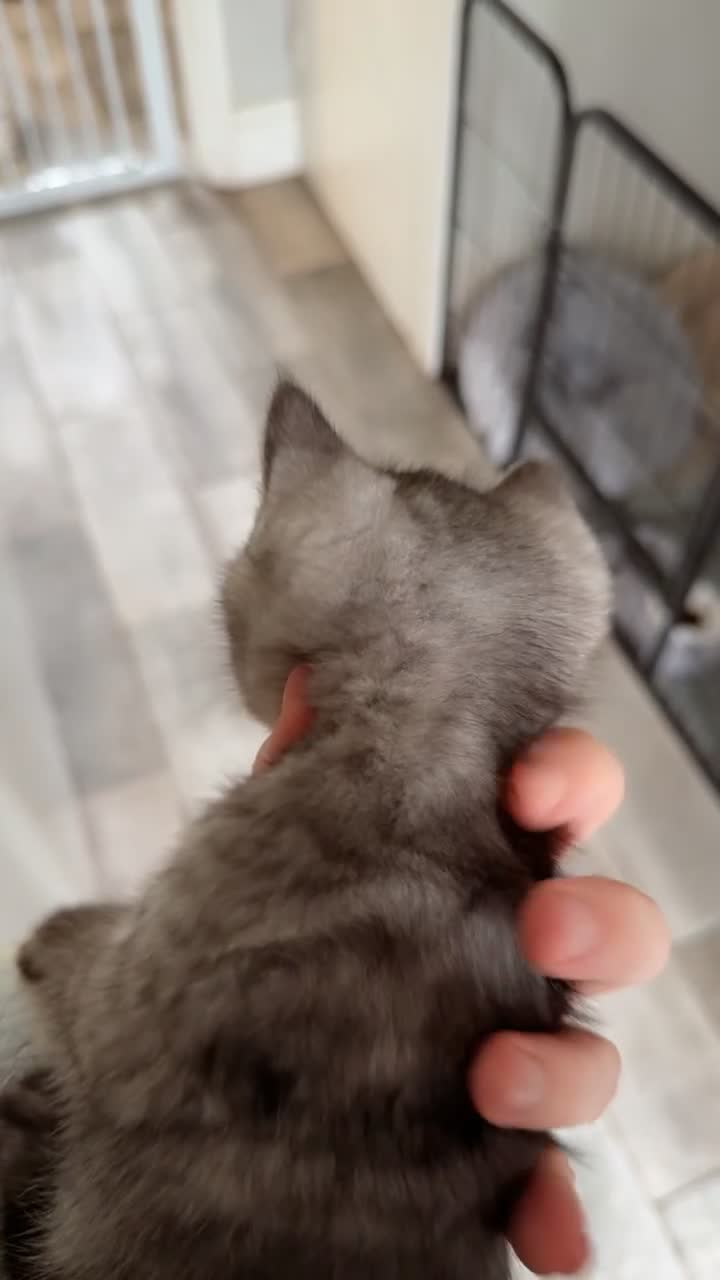 British Shorthair cats for sale: 1 Smoky Female British shorthair  - Video 1