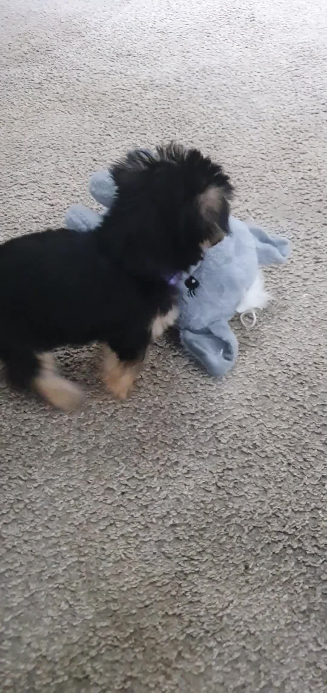 Yochon dogs for sale: Yochon puppies - Video 1