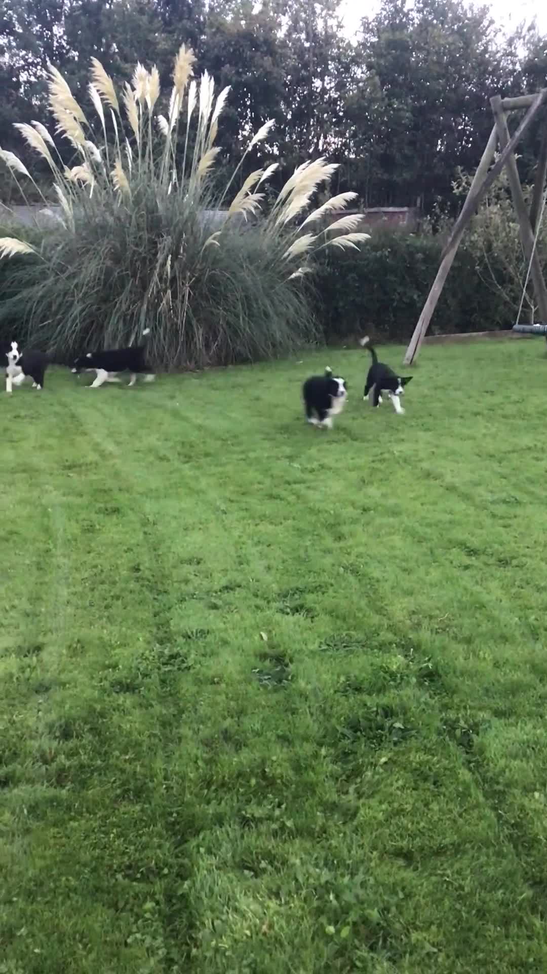 Border Collie dogs for sale: Border collie pups for sale - Video 1