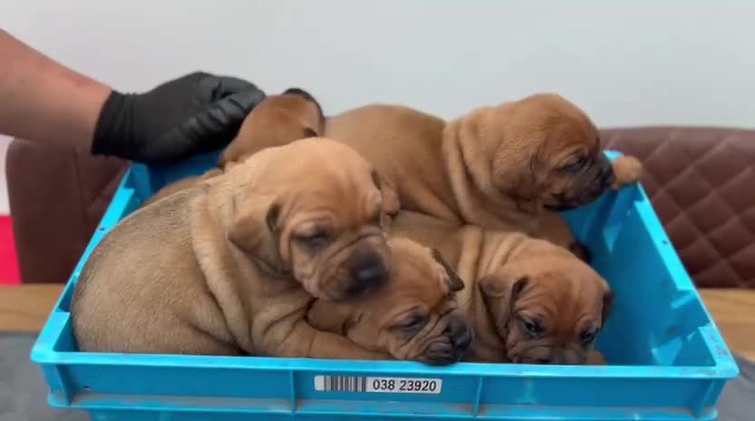 Boerboel dogs for sale: Boreboel (Bella) gave birth, 3 girls left - Video 2