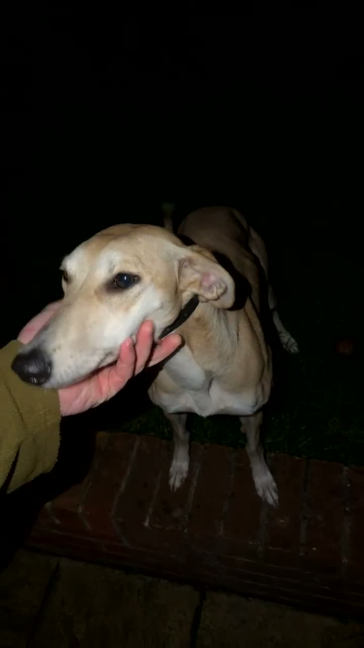 Lurcher dogs for sale: Top class bitch  - Video 1