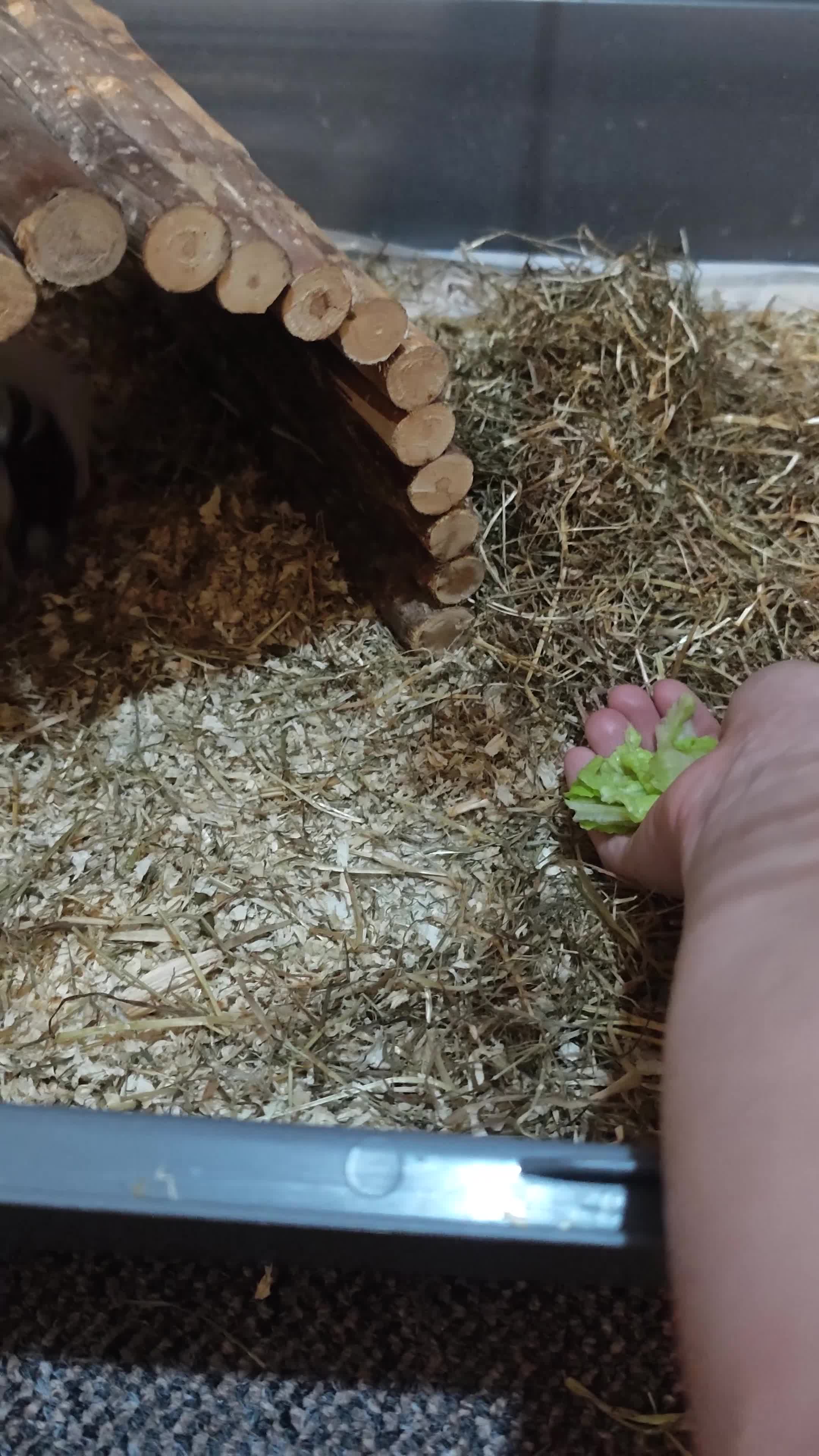 Guinea Pig rodents for sale: Lovely Guinea's  in Great Yarmouth - Video 2