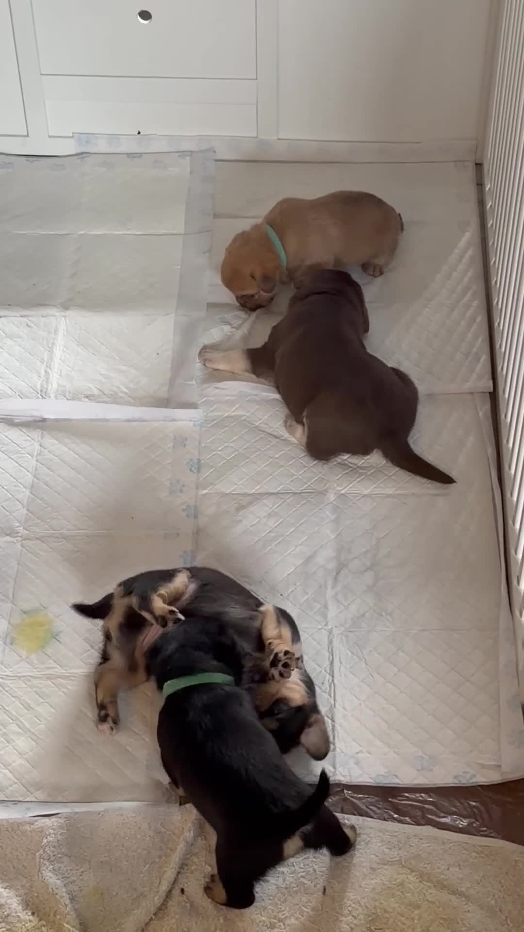 Mixed Breed dogs for sale: Shih-boodle - Video 2