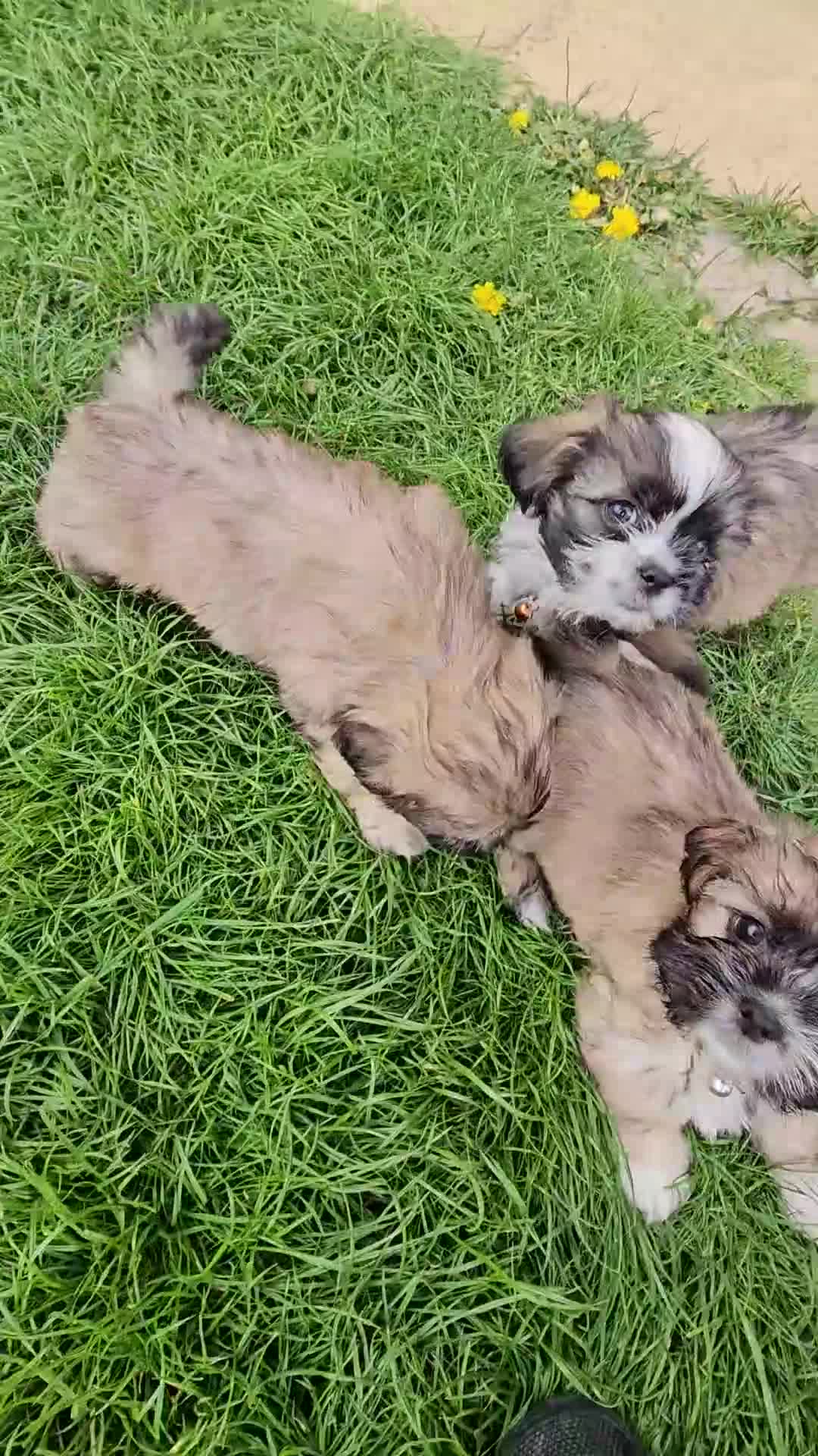 Shih Tzu dogs for sale: Shih Tzu puppies for sale - Video 1