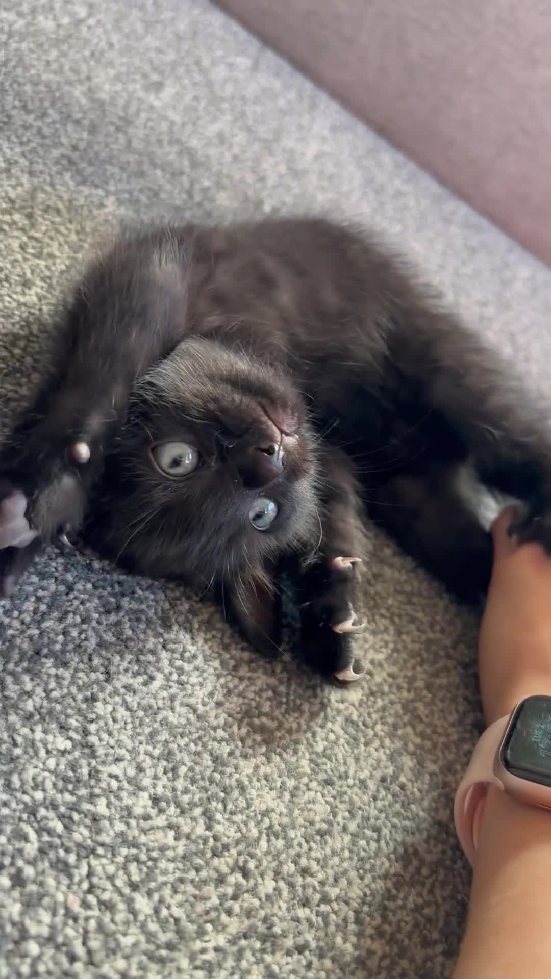 Mixed Breed cats for sale: Lovely kittens ready to go to their new home - Video 1