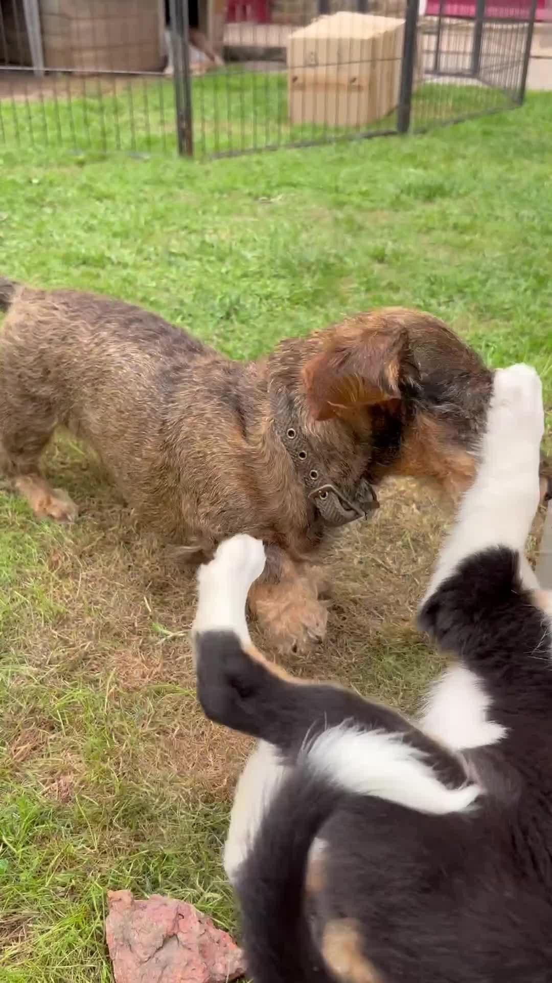 Border Collie dogs for sale: One Wonderful Boy Available - Video 3