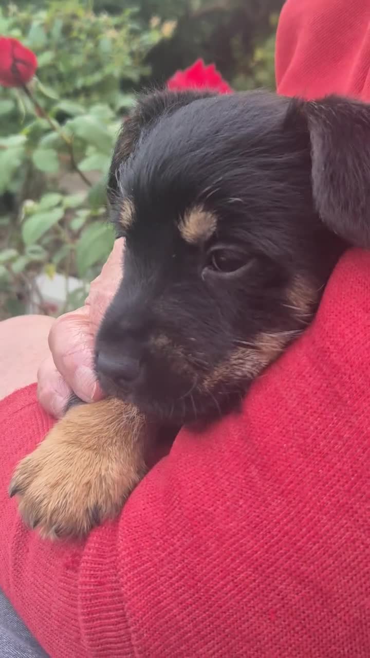 Mixed Breed dogs for sale: Miniature Schnauzer cross - Video 2