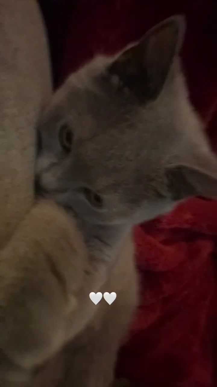 British Shorthair cats for sale: British shorthair  in Manchester - Video 1