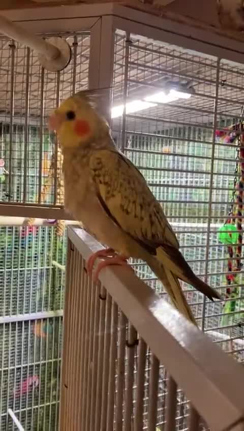 Cockatiels birds for sale: Hand reared and tamed baby cockatiels  - Video 1