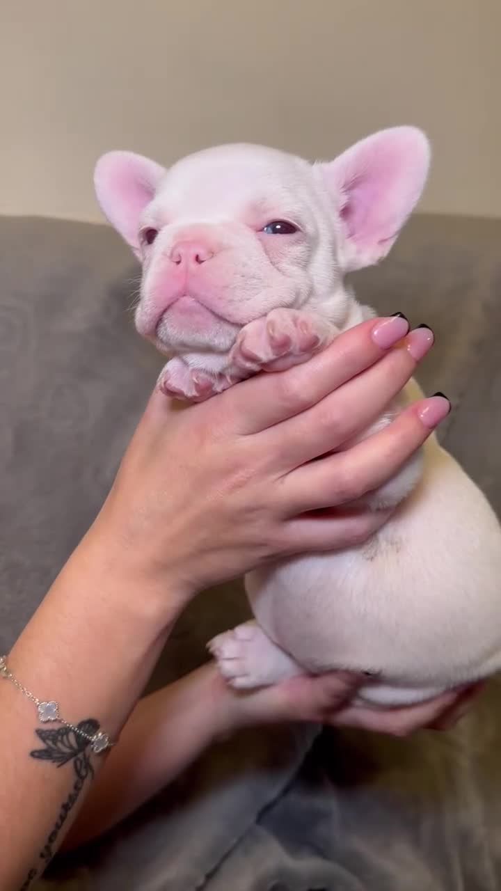 French Bulldog dogs for sale: French bulldog pups  - Video 4