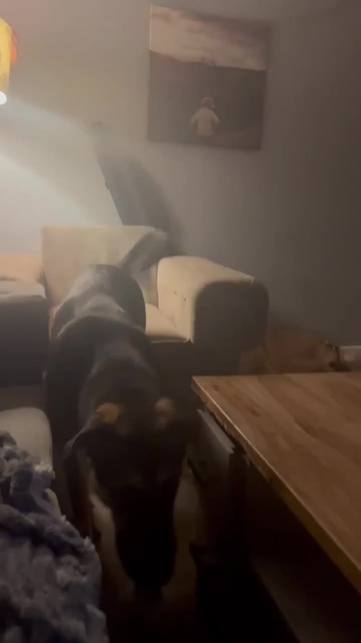 Mixed Breed dogs for adoption: Amigo the puppy that wants to be your friend - Video 2