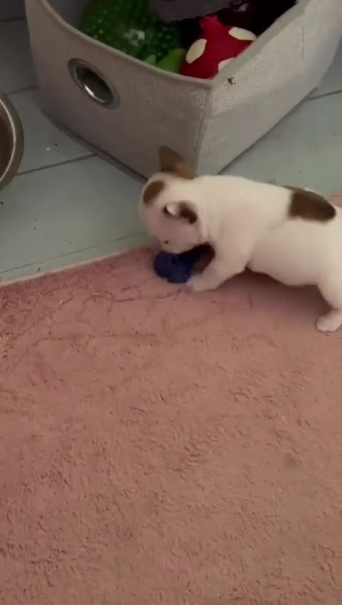 French Bulldog dogs for sale: Red pied female  - Video 2