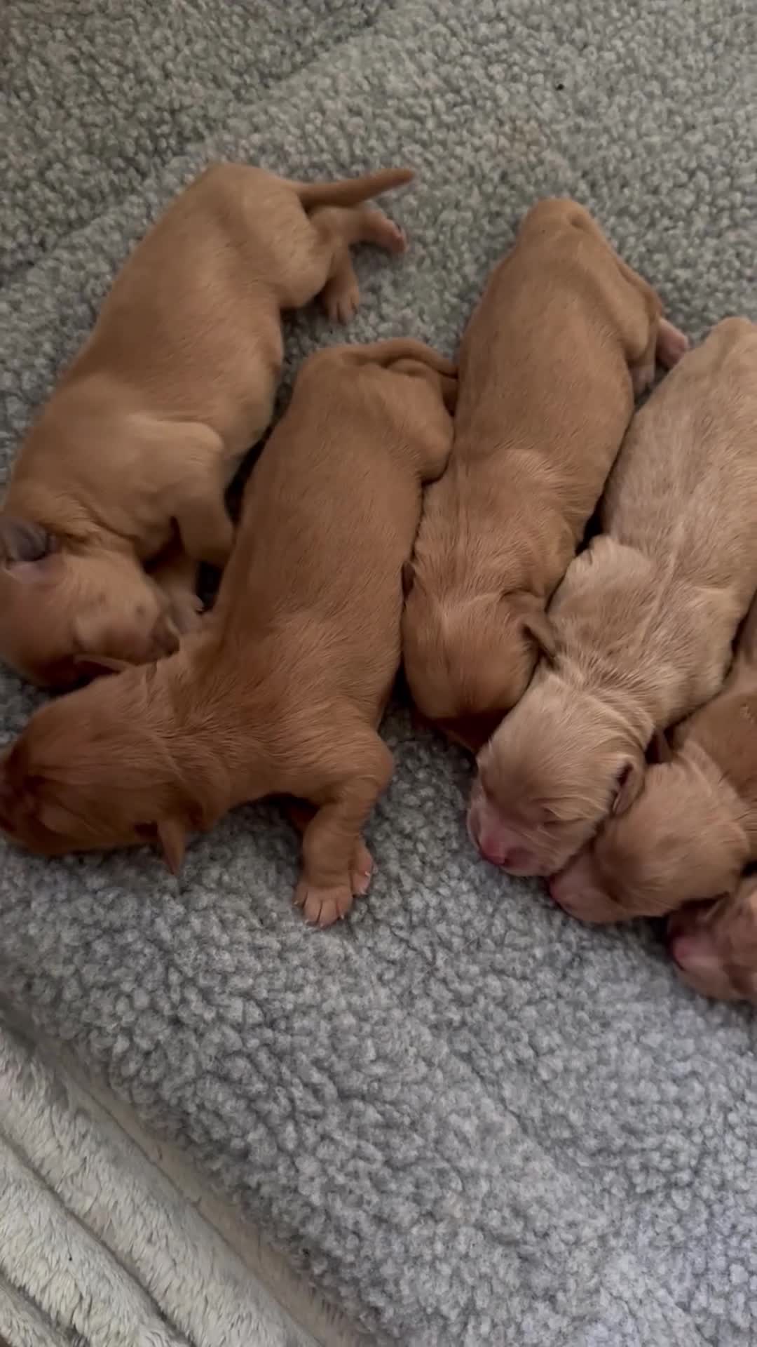 Golden Retriever dogs for sale: GOLDEN RETRIEVER PUPPIES FOR SALE in Crook - Video 1