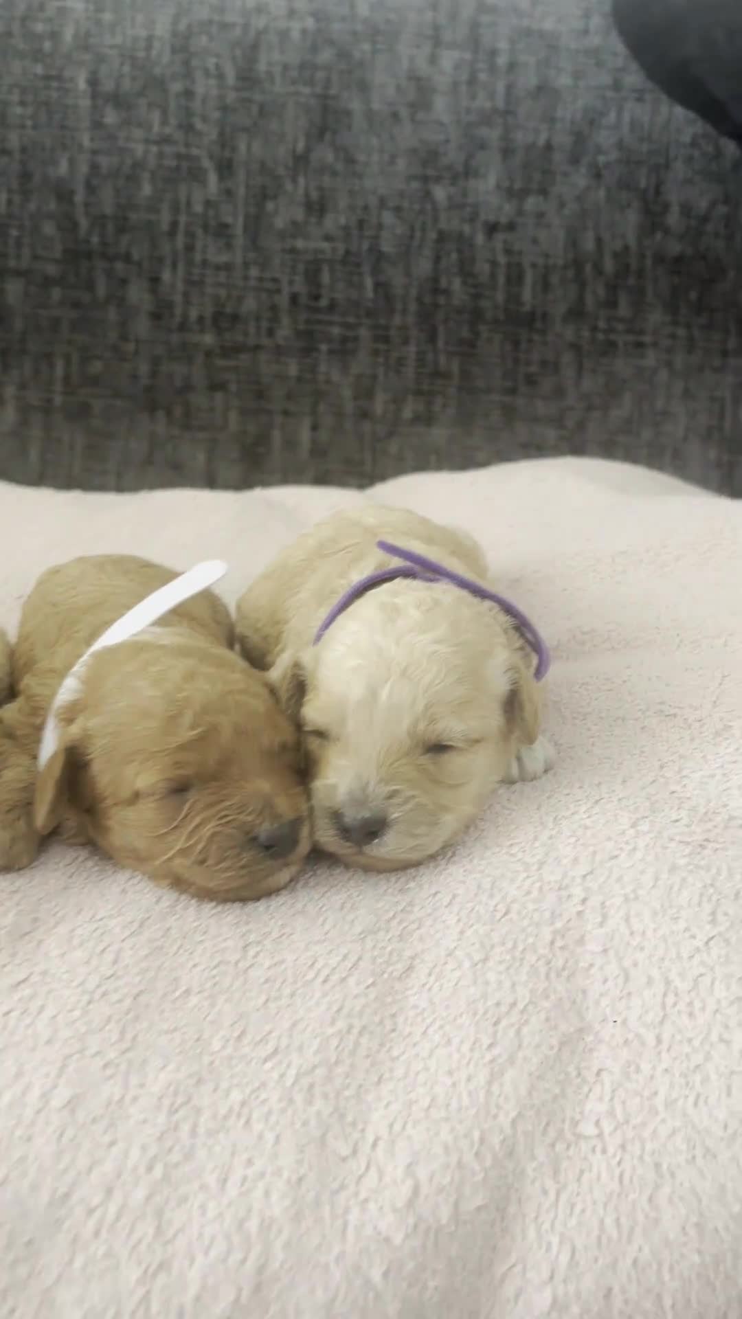 Miniature Poodle dogs for sale: 7 outstanding KC registered miniature's poodles  in Brandon - Video 1