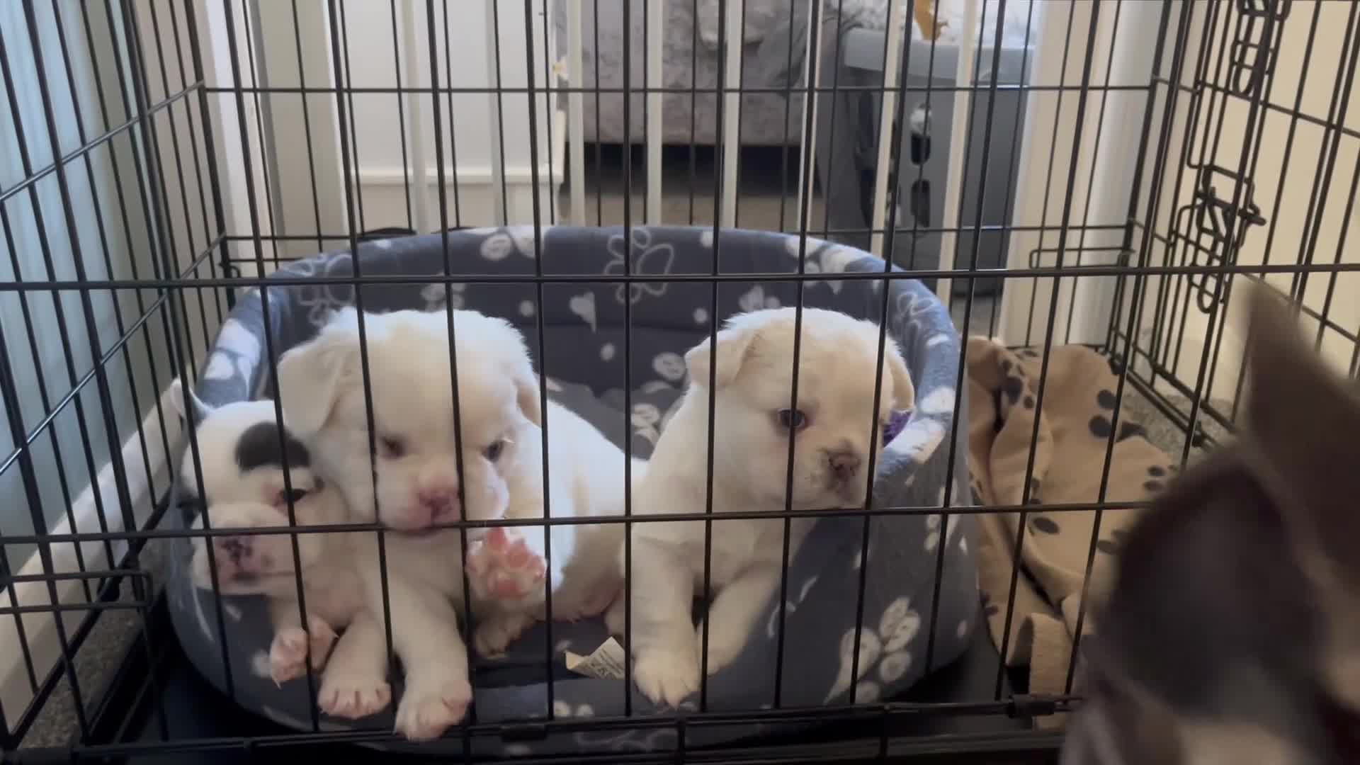 French Bulldog dogs for sale: Fluffy French Bulldogs  - Video 5