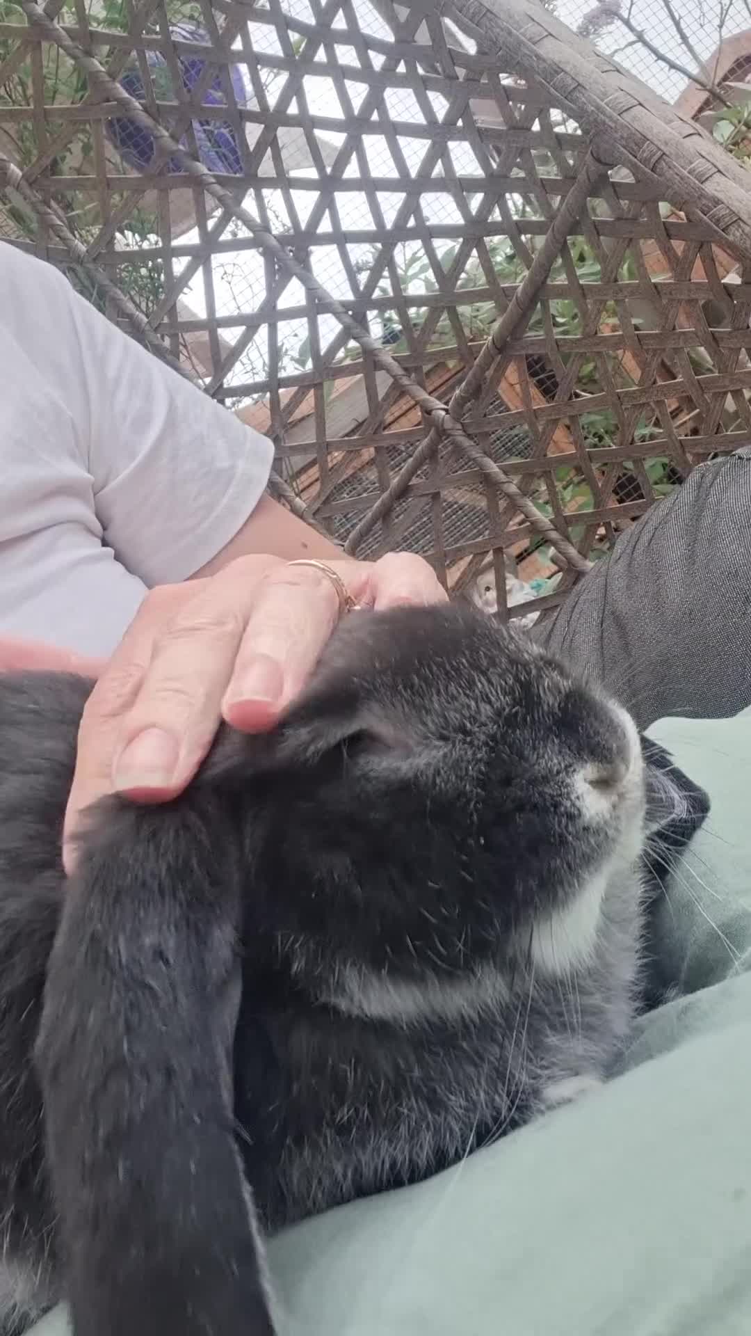 French Lop rabbits for sale: Vaccinated Baby doe - Video 1