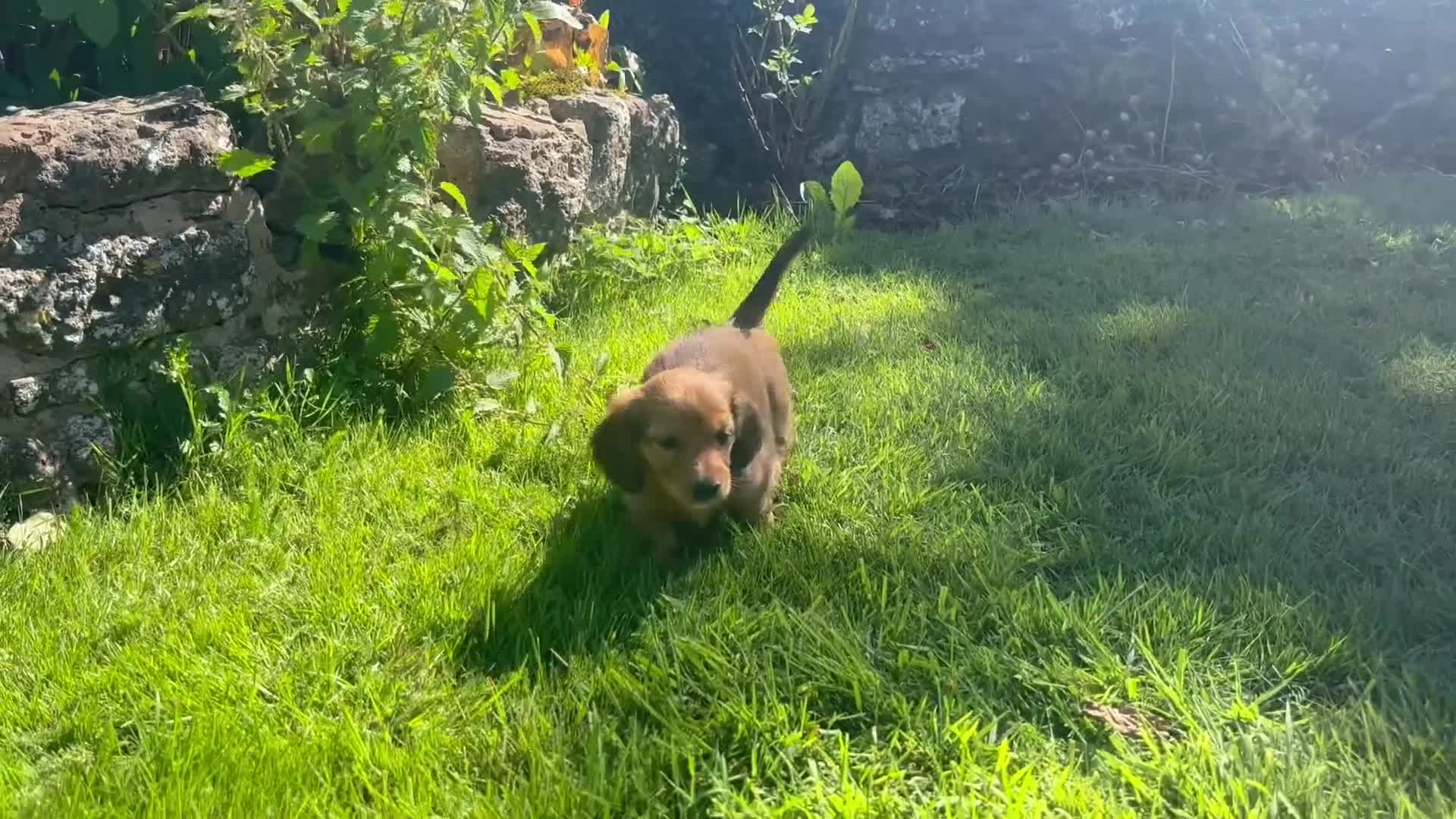 Dachshund dogs for sale: 2 American Red Long Haired Dachshund Puppies - Video 4