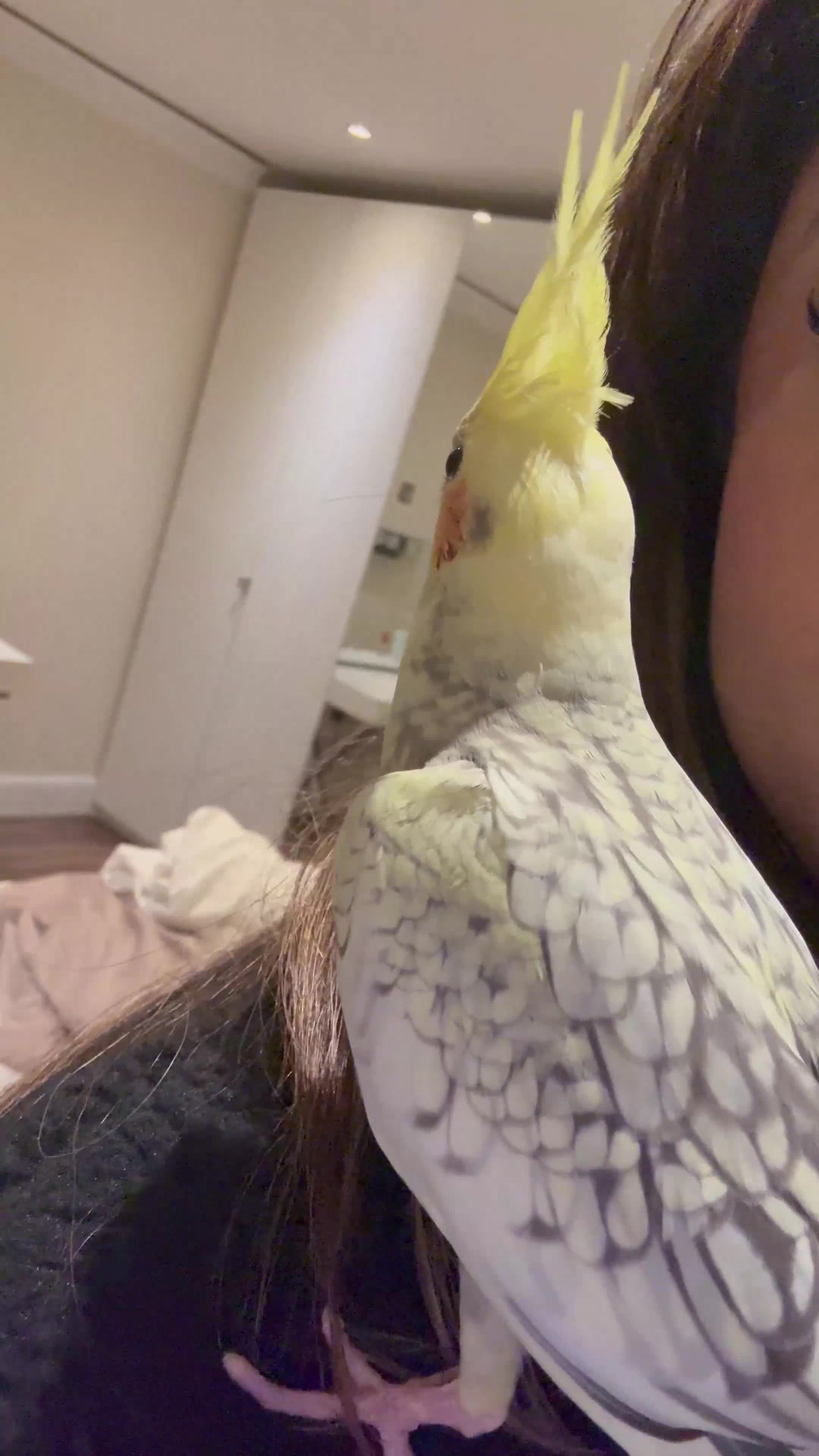 Cockatiels birds for sale: Friendly hand tamed chicks- family orientated - Video 1