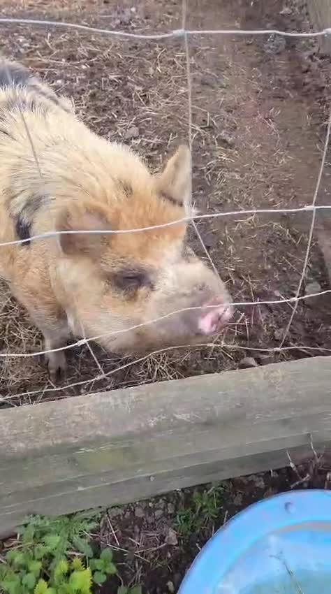 Pig livestock for sale: Kune kune piglets  - Video 1