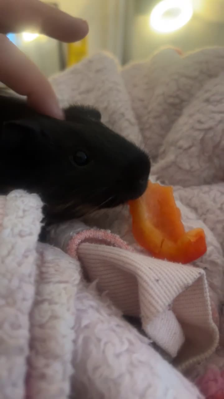 Guinea Pig rodents for sale: 2 female guinea pigs  - Video 1