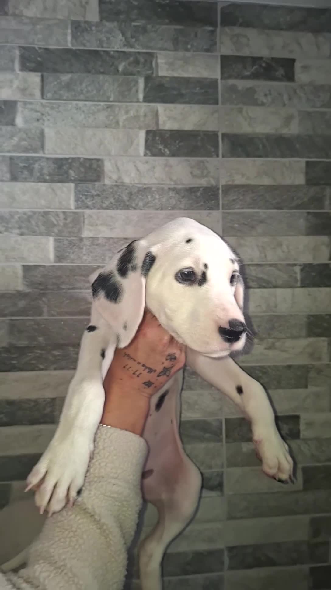 Dalmatian dogs for sale: Dalmatian pups - Video 1