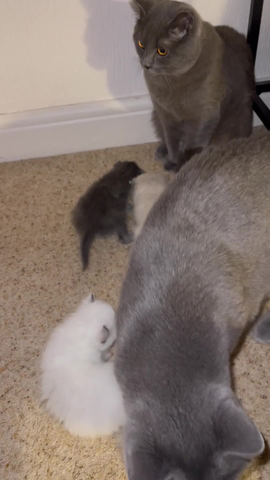British Shorthair cats for sale: Reduced- BRITISH BLUE SHORTHAIR RAG DOLL KITTENS in Wigan - Video 1