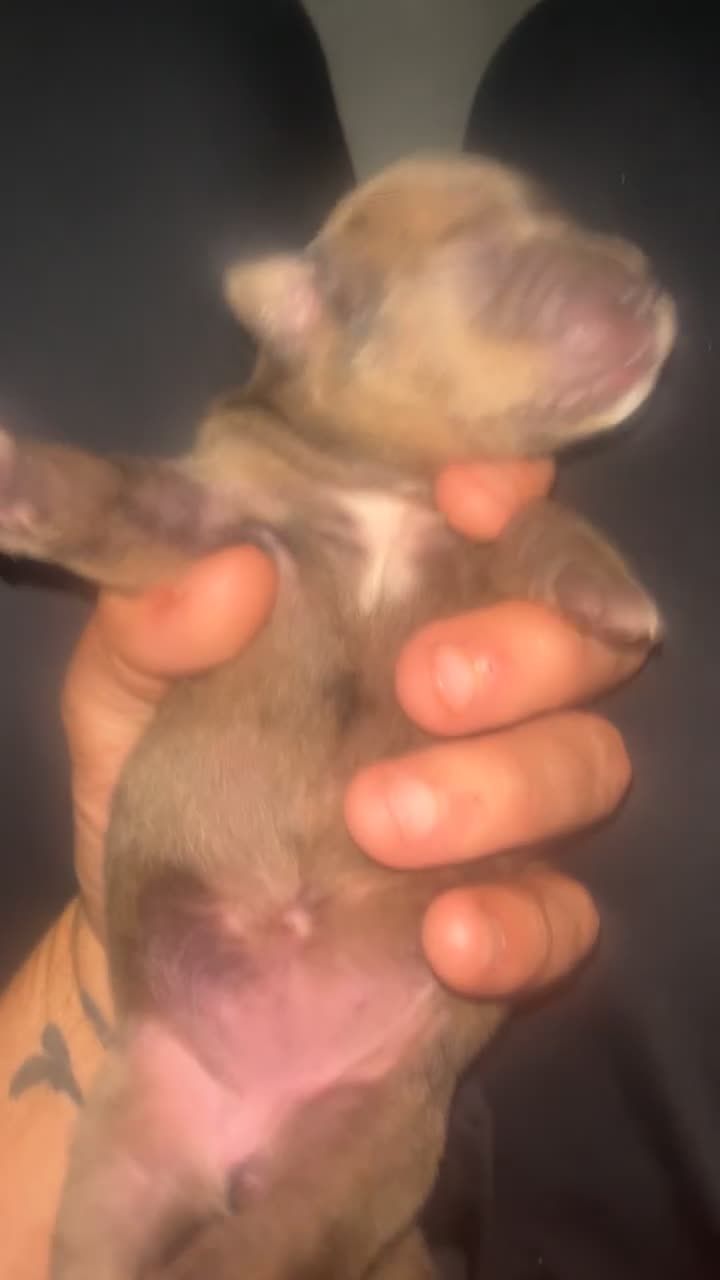 Mixed Breed dogs for sale: Merle bitches bandogs - Video 5
