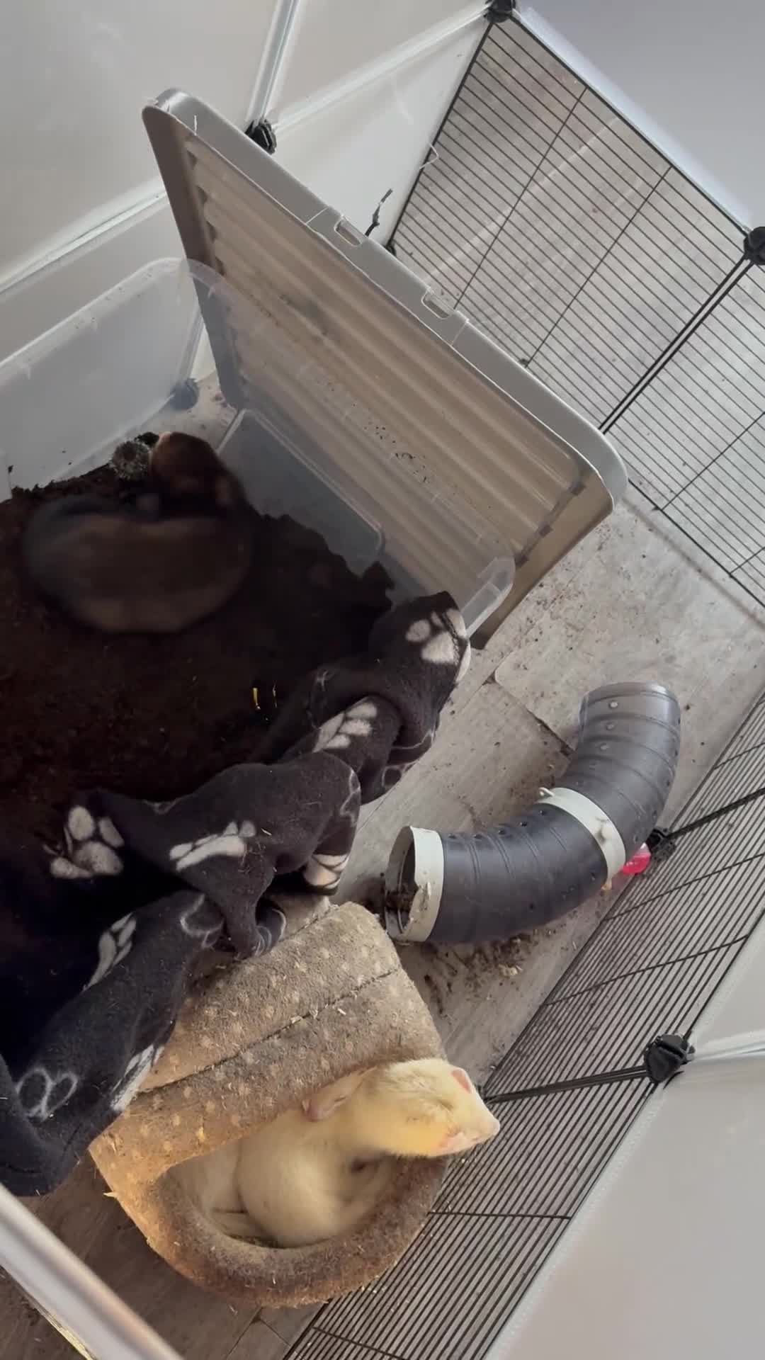 Ferret rodents for sale: 4 males with enclosure  - Video 1