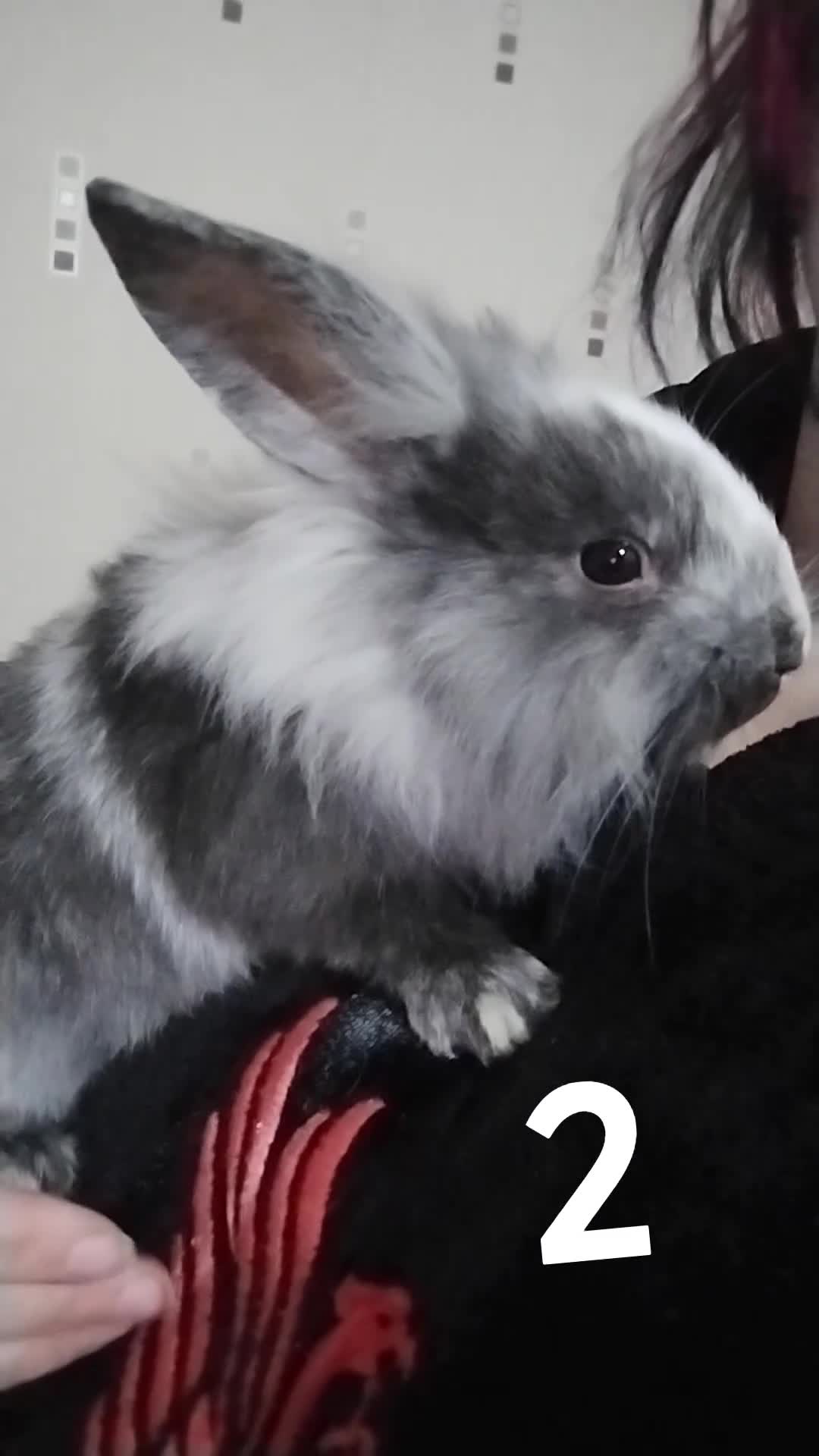 Lionhead rabbits for sale: 4 Female Lionhead available NOW - Video 2