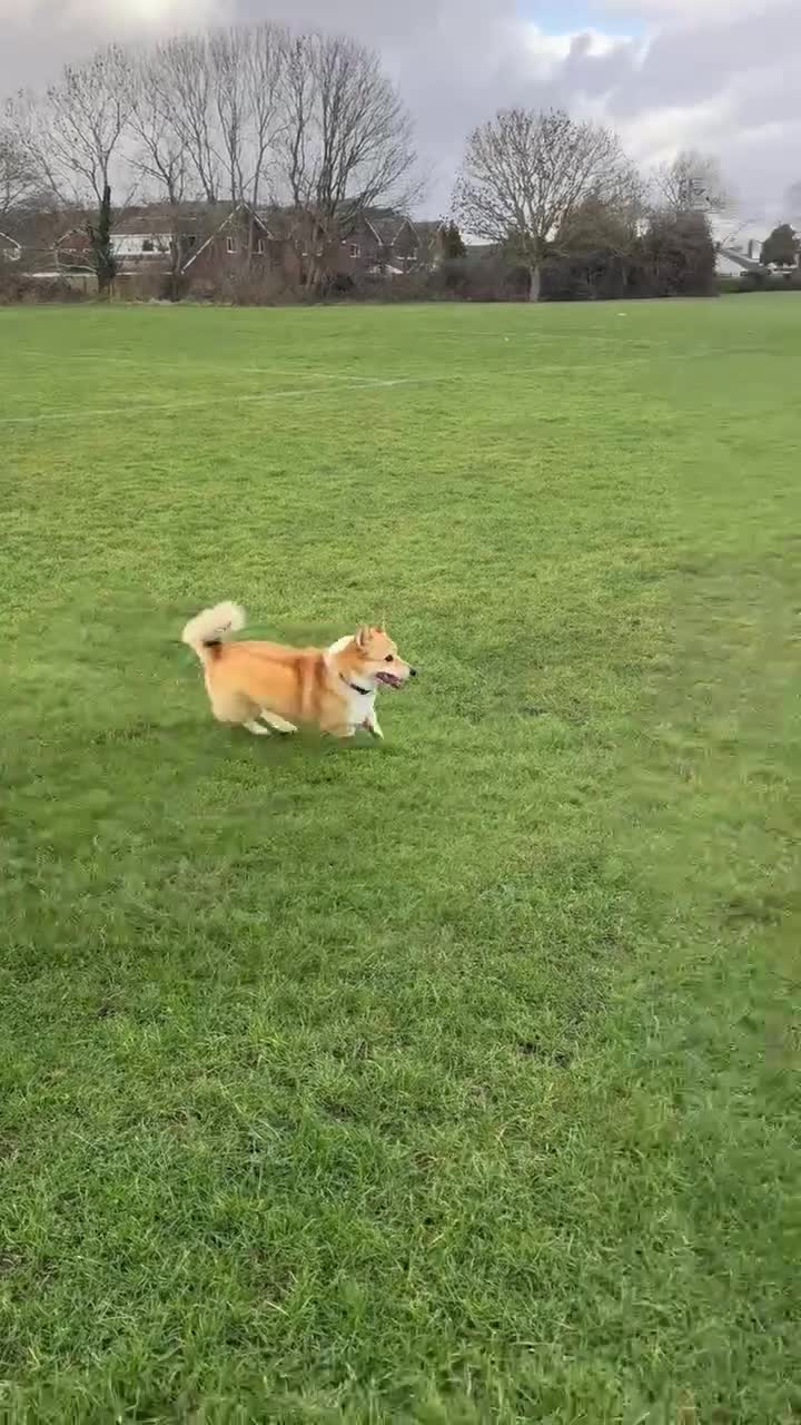 Welsh Corgi Pembroke dogs for sale: Still seeking peaceful home and walks - Video 1