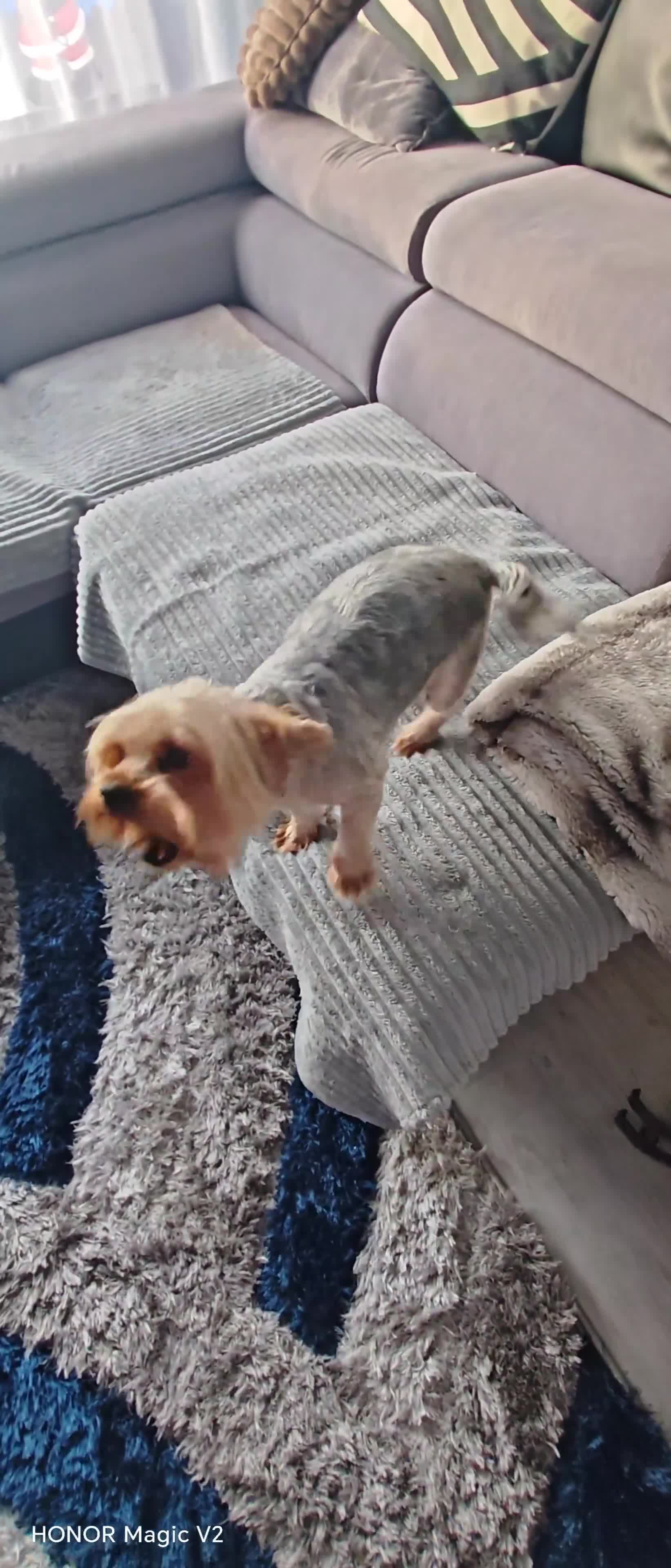 Yorkshire Terrier dogs for sale: 2 year old Yorkshire Terrier Male - Video 1