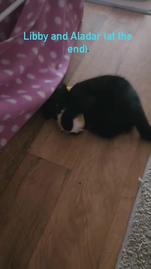 Mixed Breed cats for sale: 4 Adorable playful black kittens. Litter trained  - Video 1