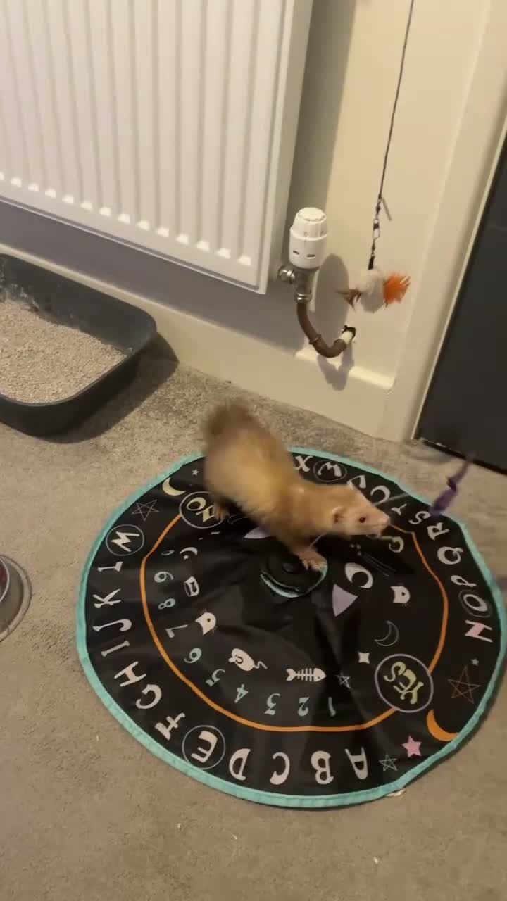 Ferret rodents for sale: Beautiful ferret/hob in Blackpool - Video 1