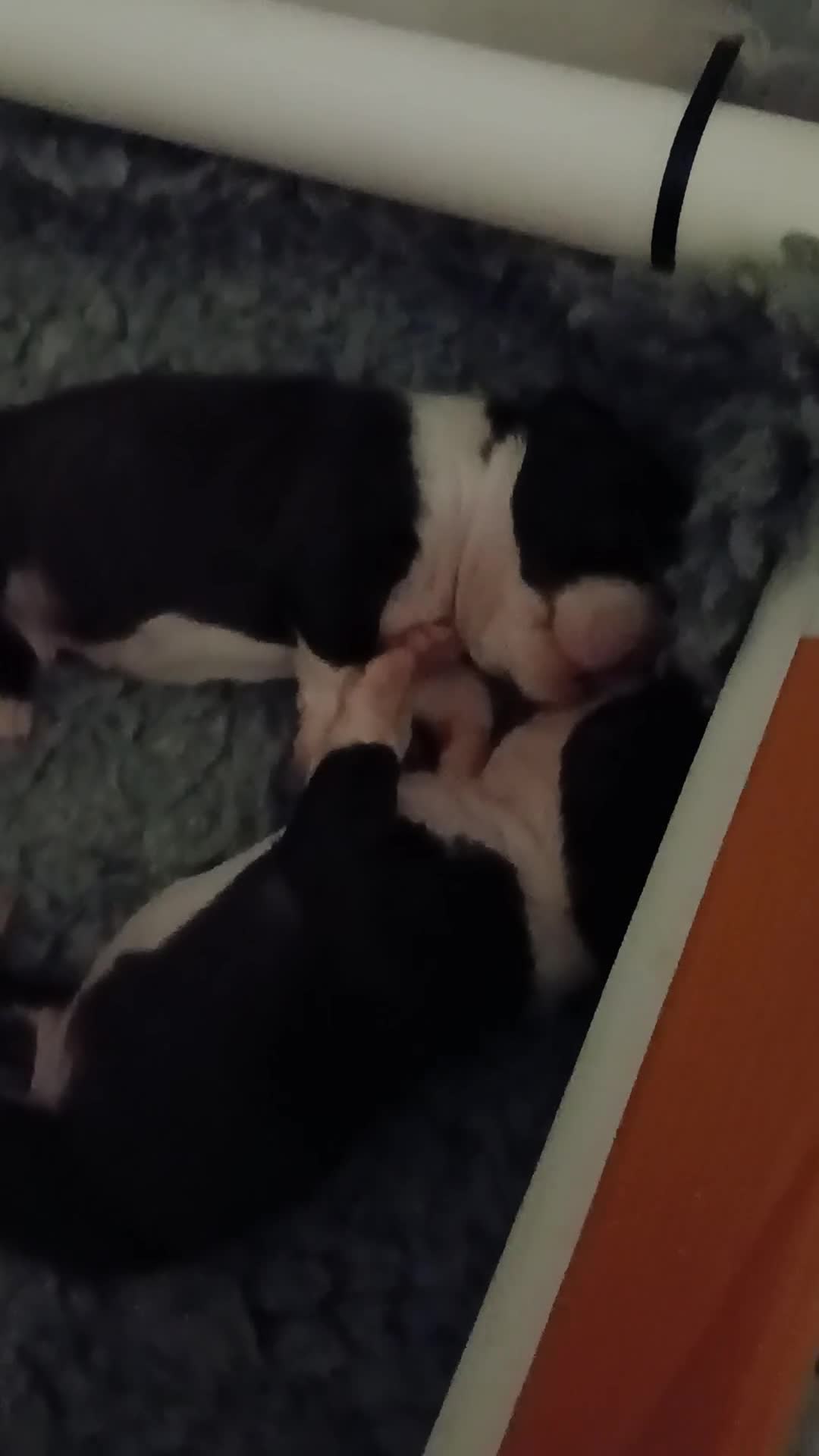 Boston Terrier dogs for sale: Boston Terrier puppies JHC4 hereditary free - Video 2